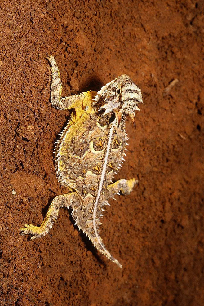 蜥蜴目美洲鬣蜥科角蜥属德克萨斯角蜥