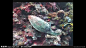 海底世界 海洋动物 海底动物 海底绚丽鱼群 鱼群 海洋生物 实用标清素材 标清实拍素材 标清影视素材 多媒体设计 视频剪辑 AVI
