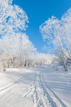 tomatoJie采集到雪景