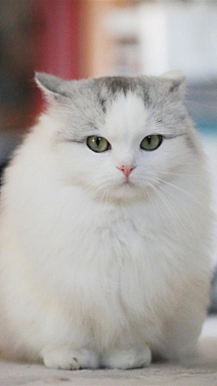 宦嘎嘎采集到猫