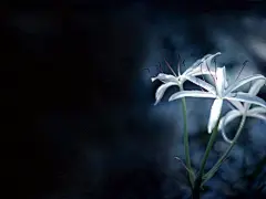 典雅的芳华百合花壁纸桌面壁纸4