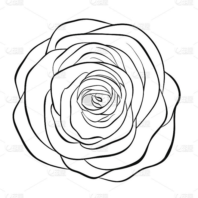 美丽的黑白玫瑰孤立在白色背景。