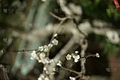 梅花