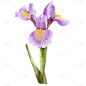 手绘紫色紫鸢花花卉元素