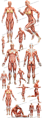 人体肌肉分布组织结构医院挂图医疗护理肌肉锻炼JPG图片设计素材-淘宝网