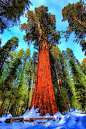 红杉国家公园，加利福尼亚州，美国