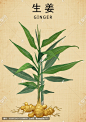 姜 姜根 姜皮 生姜 生姜中药 百辣云 草药包装插画 中医文化 中草药 中药图谱 中药大全 中药插画 中药生姜 复古医书草药插图