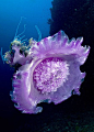 Under the sea.: 