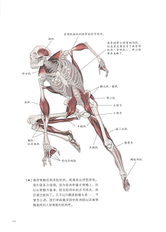 吟缱采集到人体骨骼