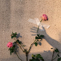 避 免〔诗〕顾城 你不愿意种花你说："我不愿看见它一点点凋落。" 是的为了避免结束你避免了一切开始。