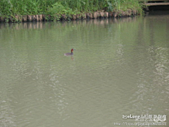 halirong采集到看图说话:周末游西溪湿