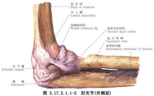 肱骨外上髁的搜索结果_百度图片搜索