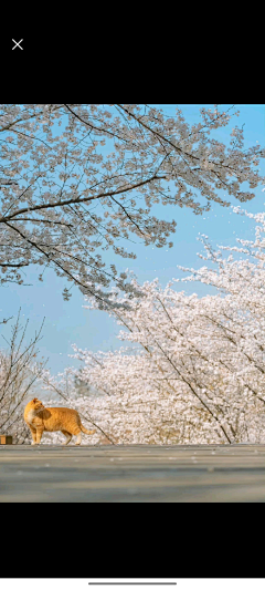 手机摔个稀巴烂采集到背景怎么画