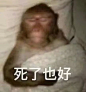 死了算了!！ - 小红书