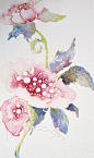 pink poppi Fine Art Flower Portrait watercolor print by lizdezign