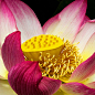  ~~ Lotus Flower ~~