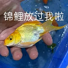 锦鲤表情包