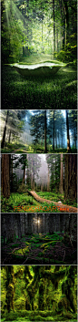 森林树林 丛林 植被 游戏美术素材资料原画设定 图片参考集-淘宝网