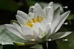 荷花 花壁纸 花 植物 美丽的花朵 白色的花 盛开 水生植物