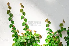 水泥墙上的绿毛菊。