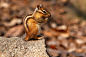 隐纹花松鼠：兽纲，国家三级保护动物。