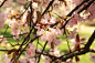 哈佛大学植物园。 赏樱。
















光线的魅力











园子里各个品种的樱花非常全～





























落英缤纷