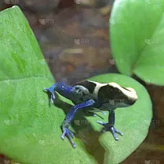 美丽的青蛙自然栖息地，试管，饲养箱