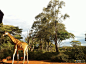 非洲最温柔的野生动物公园---肯尼亚长颈鹿公园