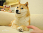 Doge，又称为“神烦狗”、“道哥”、“KABOSU酱”，原型是一条名叫Kabosu的日本母柴犬。