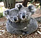 Photos of Koalas ‘Hugging It Out’ at Australia Reptile Park Are Totally Adorable