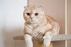 点击来源直接获取大图文件 |Adorable ginger scottish fold cat lying at home