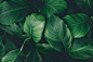 abstract green leaf texture, nature background, tropical leaf stock photo