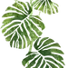 palm棕榈树 (2)