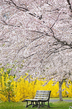 紫盆花采集到10-樱花