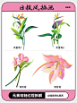 还不会画日报风插画花卉？快看这篇_3_插画师吆西西_来自小红书网页版