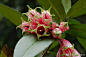 #每日一花#  

沧源树萝卜（Agapetes inopinata Airy-Shaw）

附生灌木。分枝圆柱形，密被开展的褐色刚毛或腺头刚毛。 花期4月。附生于海拔1 600米的阔叶林中栎树上。 ​​​​