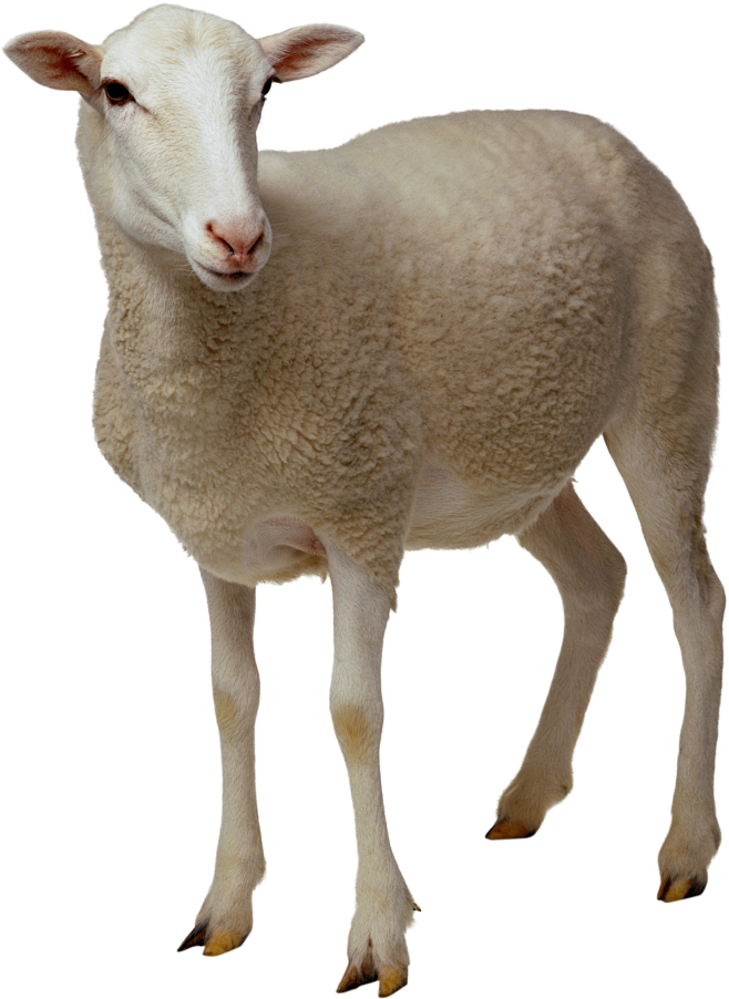 羊 (5)