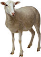 羊 (5)