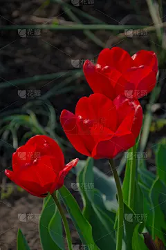 红色郁金香特写。开放和封闭的花蕾郁金香。明亮的郁金香花从四面八方。鲜花迎新春