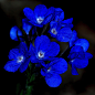 #微距# #鲜花# 
"True Blue !" by Sean Jansen | Redbubble