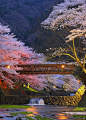 樱花在日本京都，日本。 