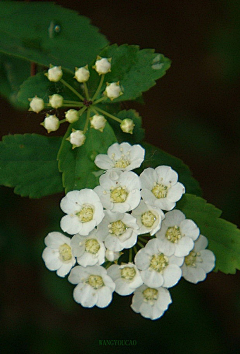 欢妮采集到❀ 花间往事 ❀