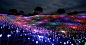 《Field of Light》，是英国艺术家Bruce Munro迄今为止最大的特定场地项目。这些发光体由上万个丙烯酸管子覆盖玻璃茎球构成，色彩缤纷。这是一项庞大的艺术装置，覆盖了丘陵和乡村景观，超过58800盏太阳能LED灯