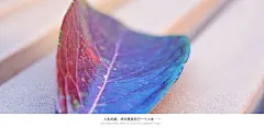 秋叶-沐风视觉人生感悟 秋叶 落叶 秋天 摄影手机壁纸