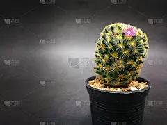 粉花黄色花粉在迷你仙人掌小盆上。工作室拍摄大理石图案背景黑色调。别名仙人掌，俗称颏仙人掌。