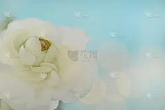 白色毛茛花在浅蓝色背景与散竹。精致的花朵的名片。春天的花。婚礼装饰。春天花香柔和的背景。