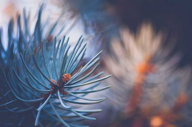 Pine needles by Simo...