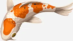 日本锦鲤生物素材图