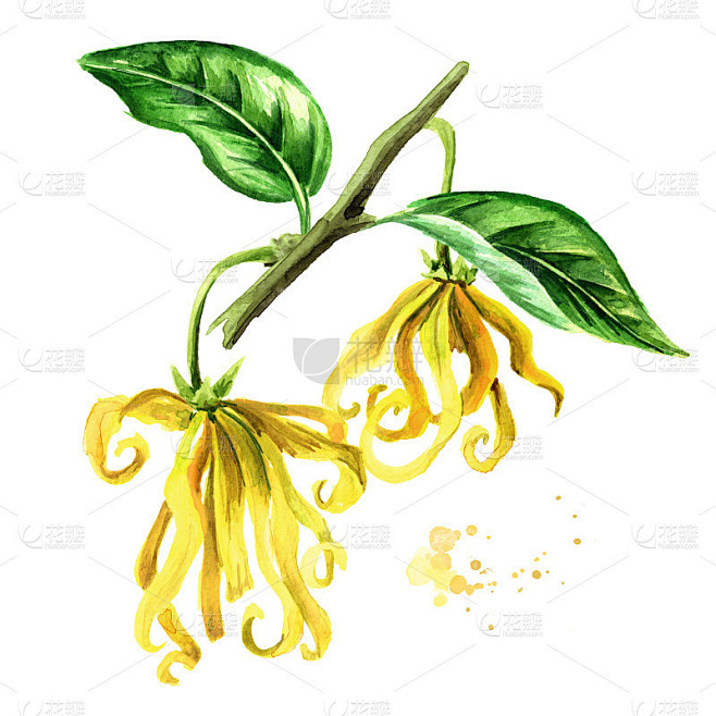 依兰，依兰黄色的花和绿色的叶子。衣兰odroata。水彩手绘插图孤立的白色背景