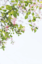 shallow focus photography of tree with pink flowers